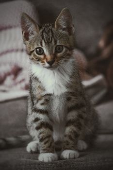 一只斑猫的迷人特写肖像，摄于室内