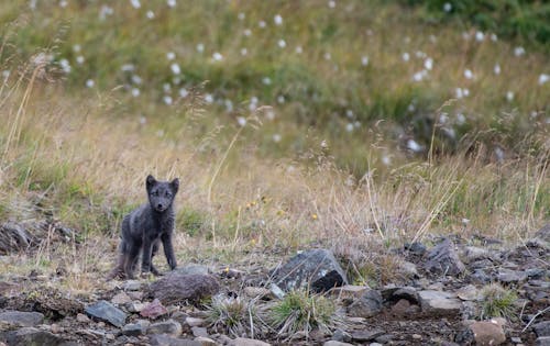 Silver Fox Standing on Green Grass