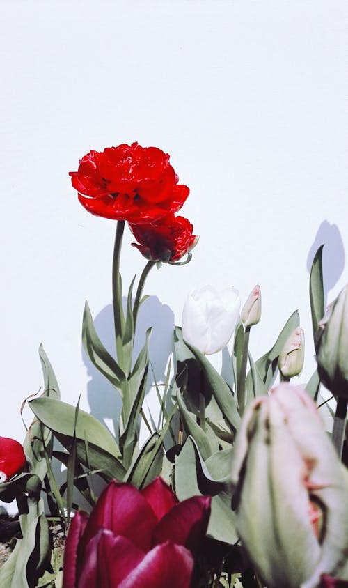 Red and White Flowers With Green Leaves