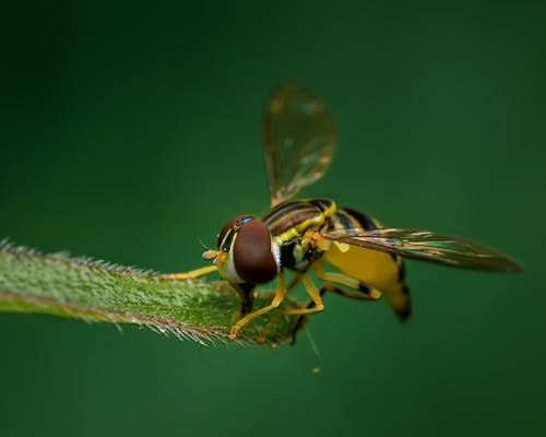 Closeup hoverfly sitting on green fluffy plant leaf and drinking nectar against blurred nature background