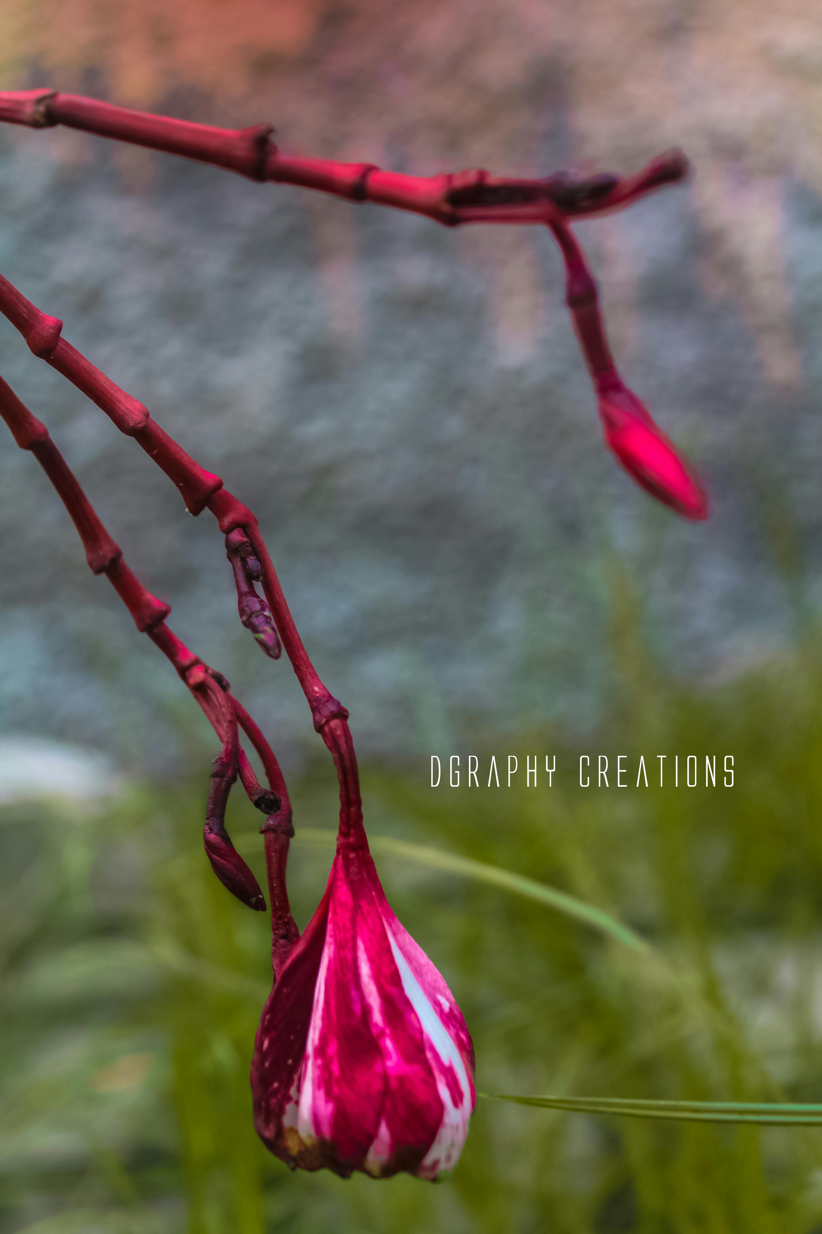 Free stock photo of Adobe Photoshop, amazing, beautiful flowers