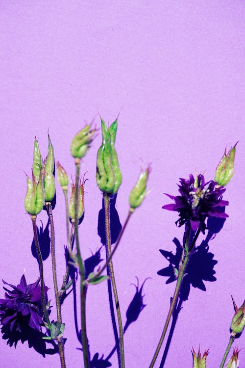 Purple Flowers With Purple Background