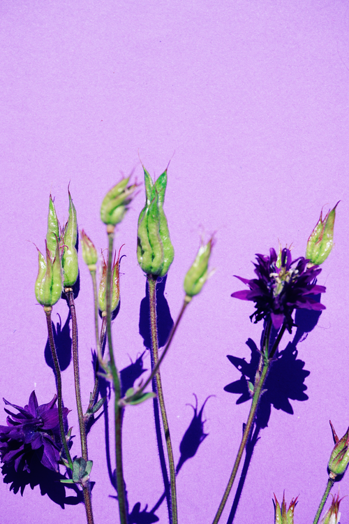 Free Green buds and purple blooms on a vibrant purple background with shadows. Stock Photo