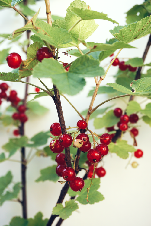 Free A close-up of vivid redcurrants hanging on lush green leaves in natural light. Stock Photo