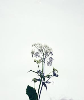 A delicate botanical flower with shadow contrasted against a plain white background.