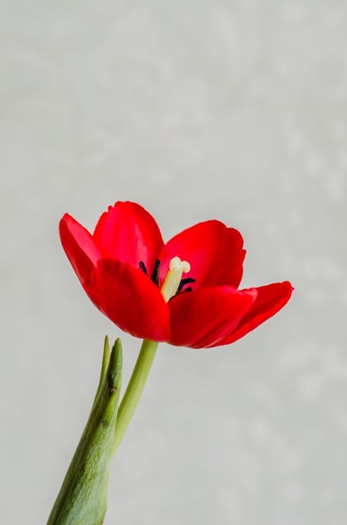 Foto d'estoc gratuïta de de prop, flor vermella, flora