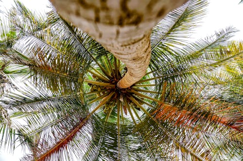 低角度攝影, 棕櫚, 椰子 的 免費圖庫相片