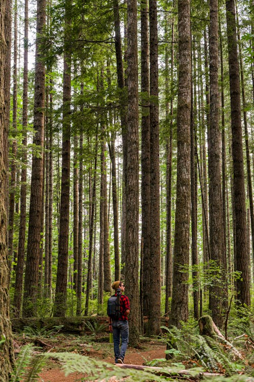 Person in Red Jacket Standing Near Tall Trees