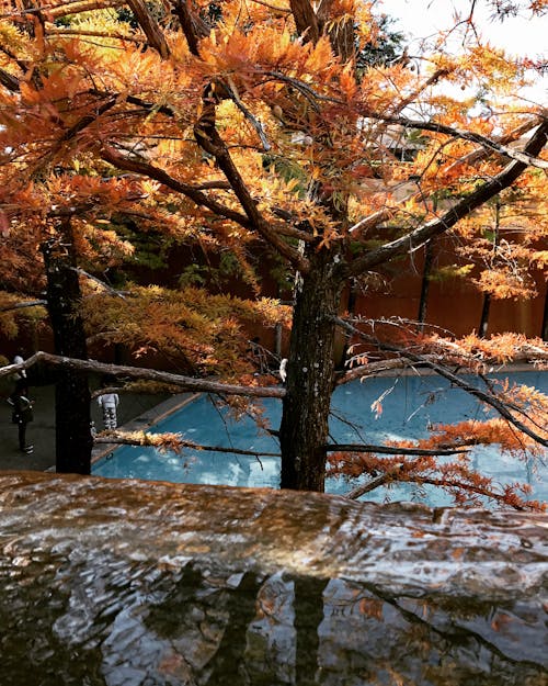 Immagine gratuita di acqua, albero, arancia