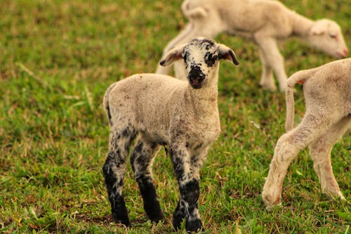  White Sheep on Green Grass Field