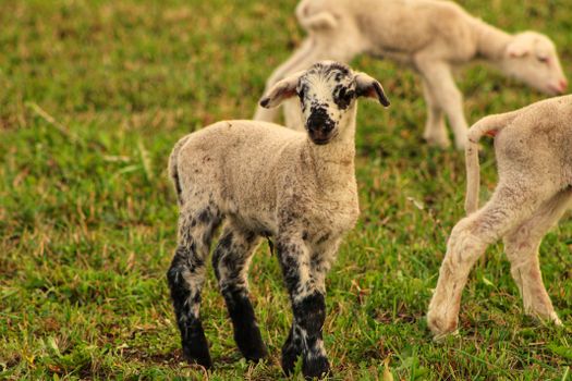 Young lambs in a green pasture, highlighting their natural and playful environment.