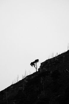 Black and white image of a lone tree on a mountain slope in Glendalough, Ireland.