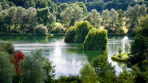 Green Leafed Tree