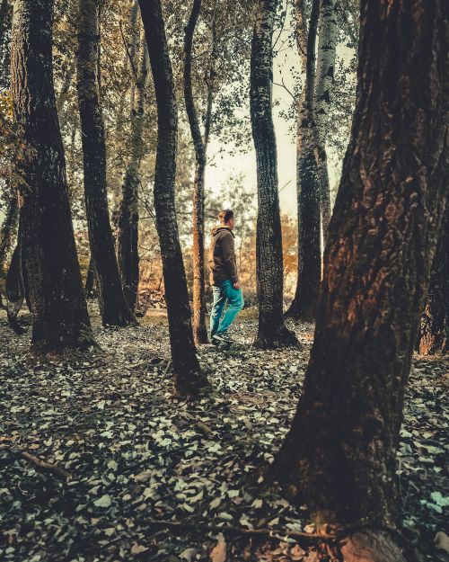 Free A man in casual attire walks through a tranquil forest, surrounded by tall trees under a soft light. Stock Photo