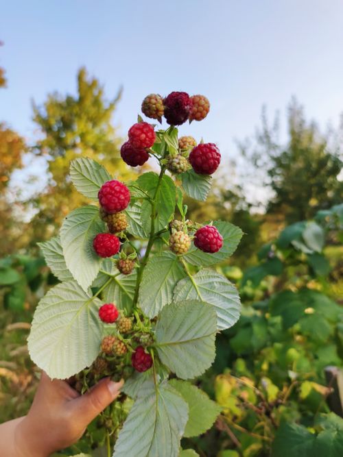 Free Hand holding ripe raspberries on a branch outdoors, showcasing nature's bounty. Stock Photo