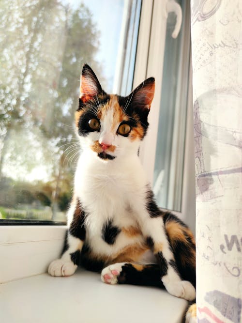 Gratis Foto stok gratis anak kucing, berbulu halus, binatang Foto Stok