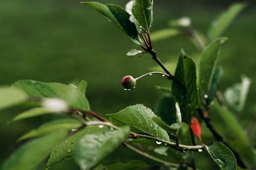 Flower Bud in Close Up Photography