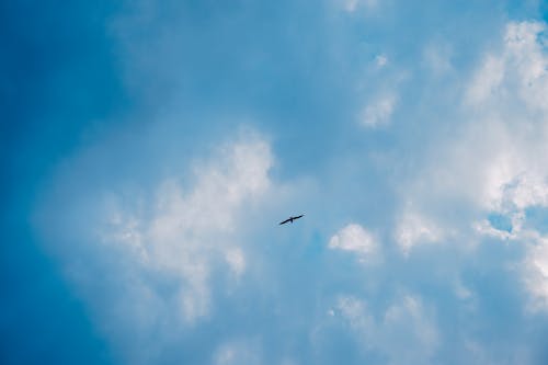 Kostenloses Stock Foto zu atmosphärisch, blauer himmel, blumen