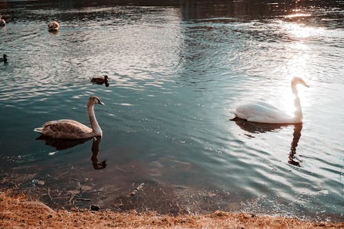 Fotos de stock gratuitas de agua, atmosférico, aves