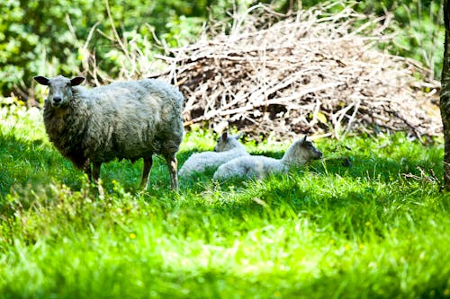 森林, 緑, 羊の無料の写真素材