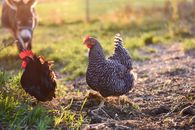 Black and White Chicken on Green Grass