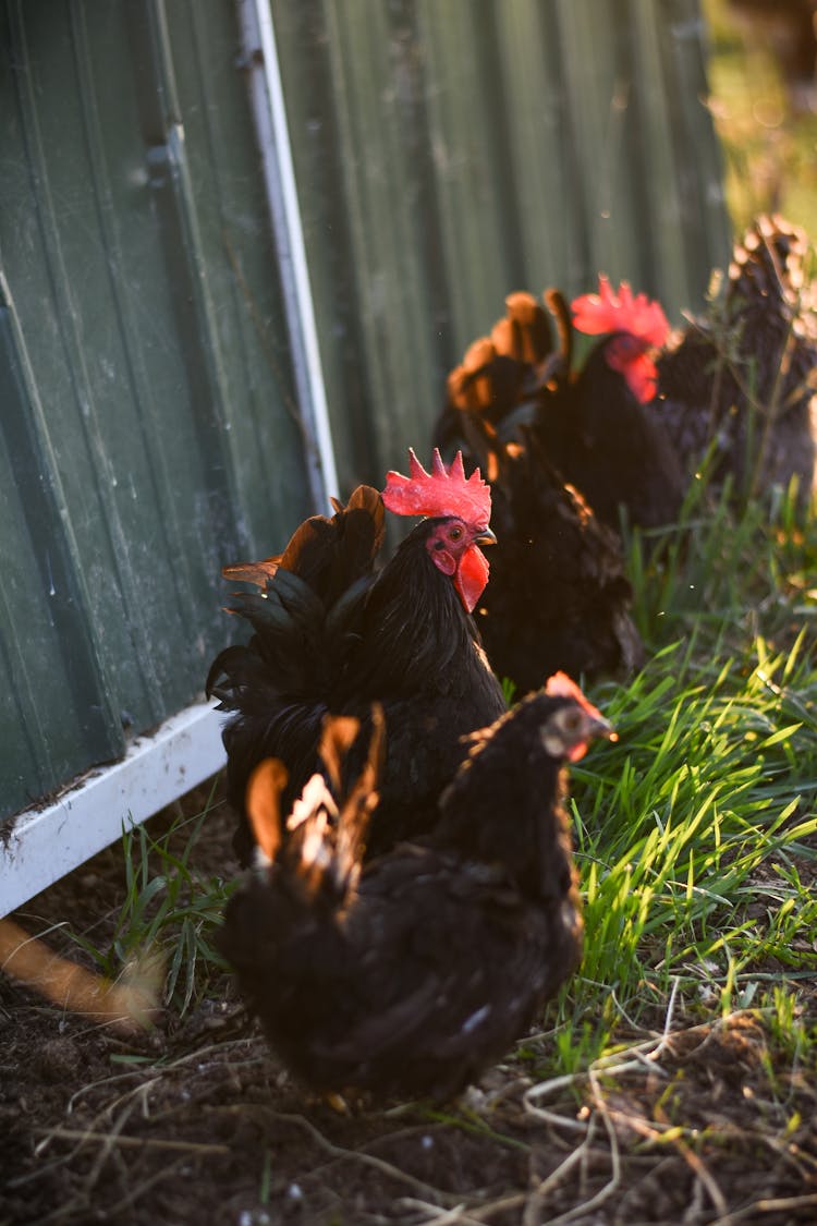 Two Roosters And A Hen By A Fence