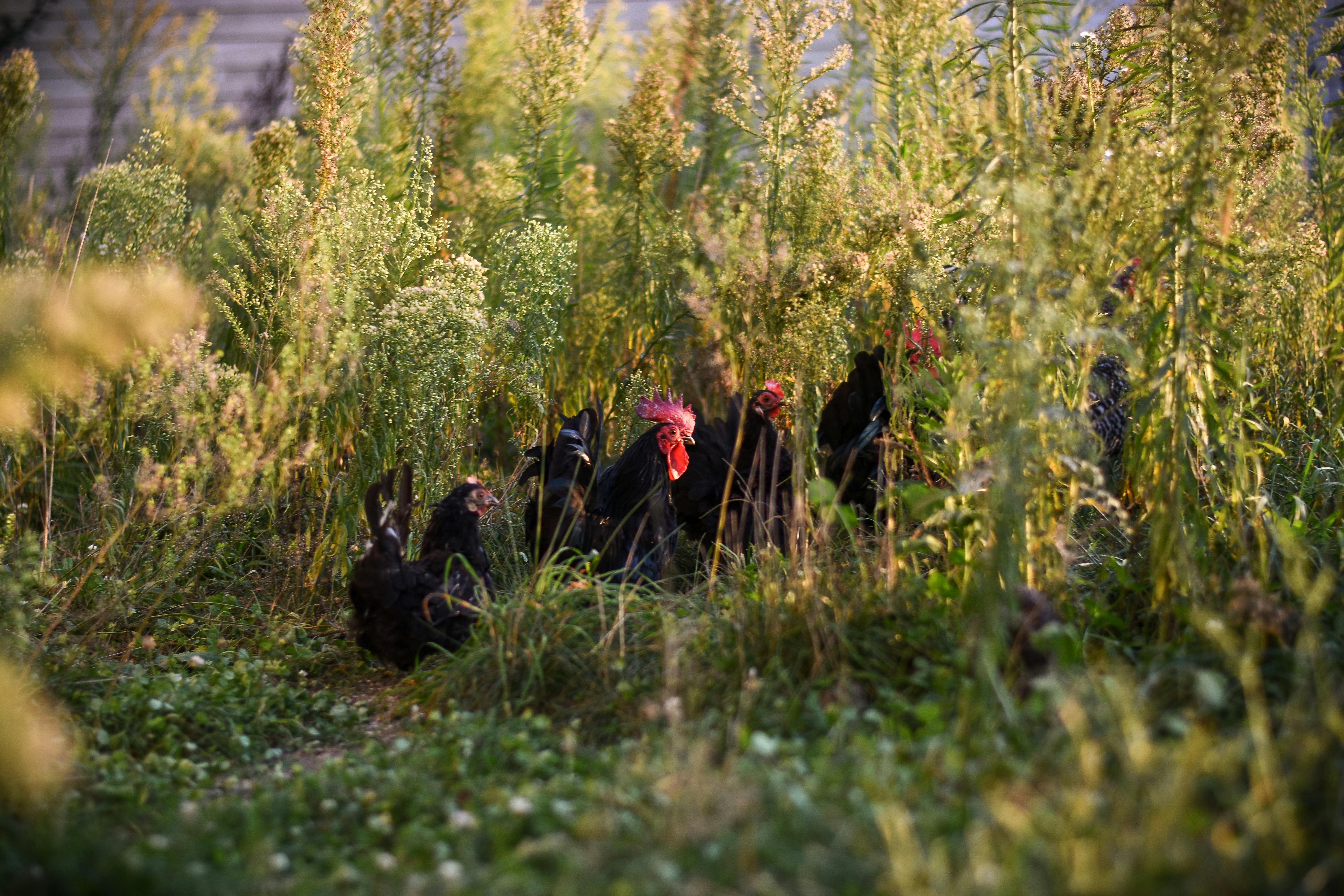 光天化日之下，黑鸡和公鸡在绿色的农田里觅食