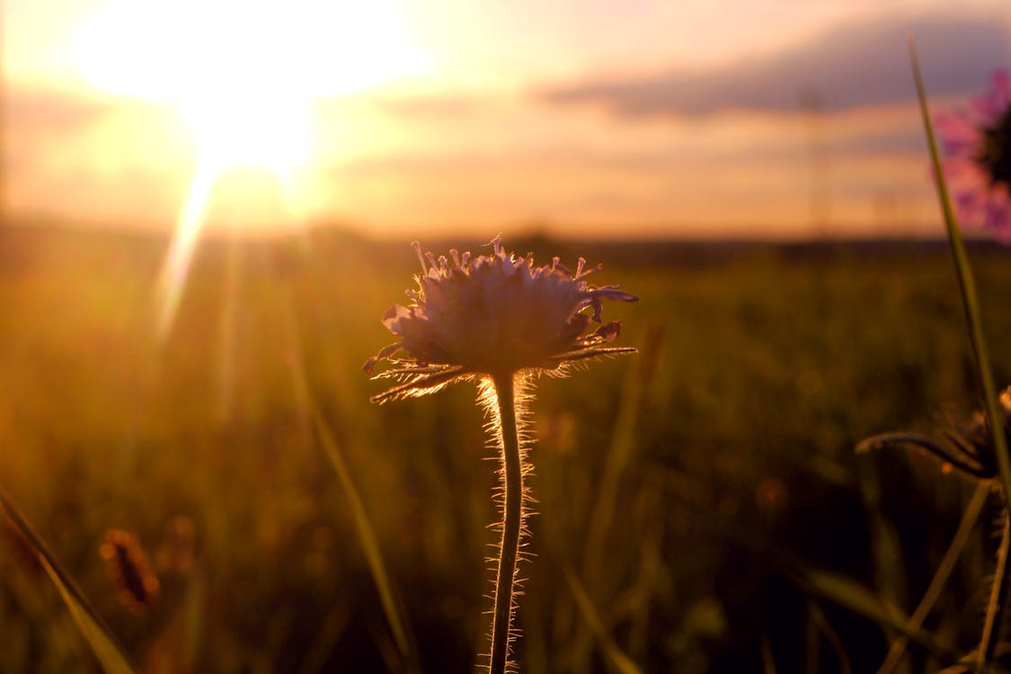 Základová fotografie zdarma na téma hřiště, kytka, pole