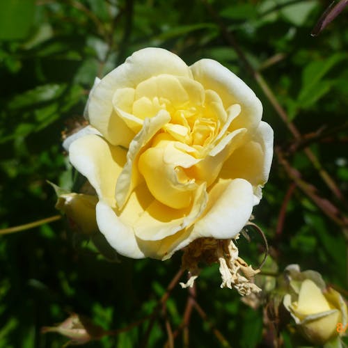 Free stock photo of flower, pretty flower, yellow rose Stock Photo