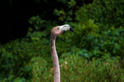 Free stock photo of animal, animal photography, animal portrait