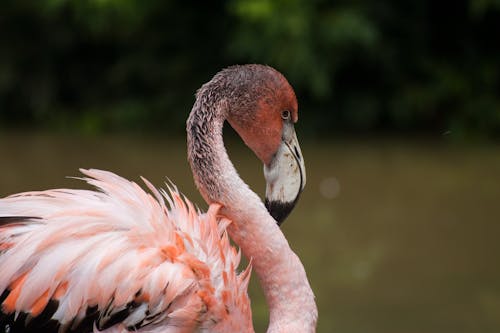 Selektive Fokusfotografie Von Flamingo