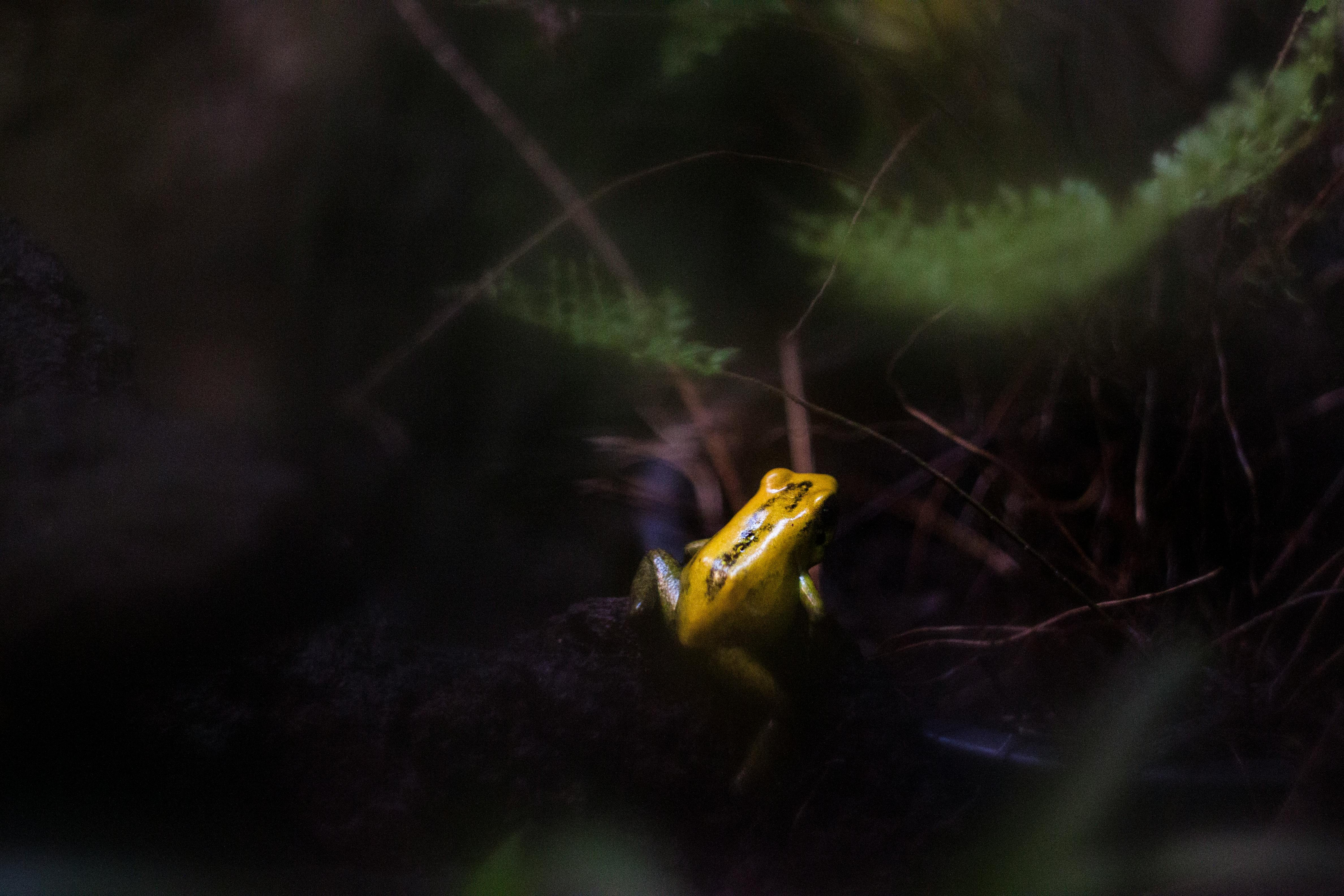 yellow and green frog on leaf