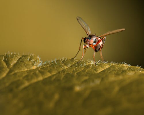 Closeup fly sitting on lush plant leaf and sipping nectar against blurred nature background