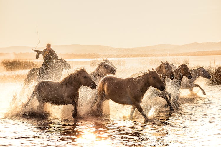 Horses Running Through Water