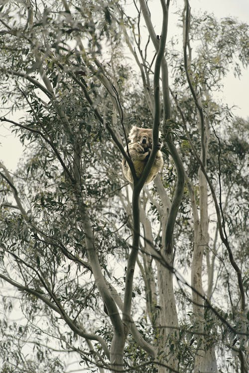 Grey Koala Bear Resting on a Tree