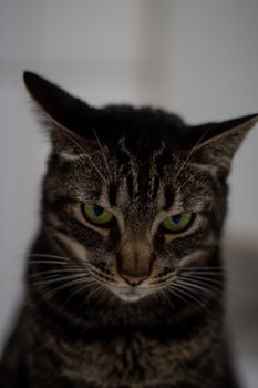 一只绿眼睛的条纹猫，在白色背景的房间里，平静而专注地望着相机，背景是模糊的日光