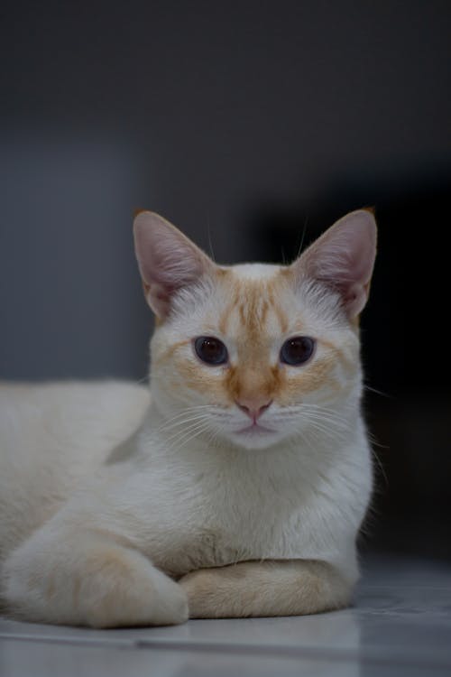 Beautiful domestic cat with tabby muzzle and yellow fur looking at camera with interest while lying on floor with blurred background