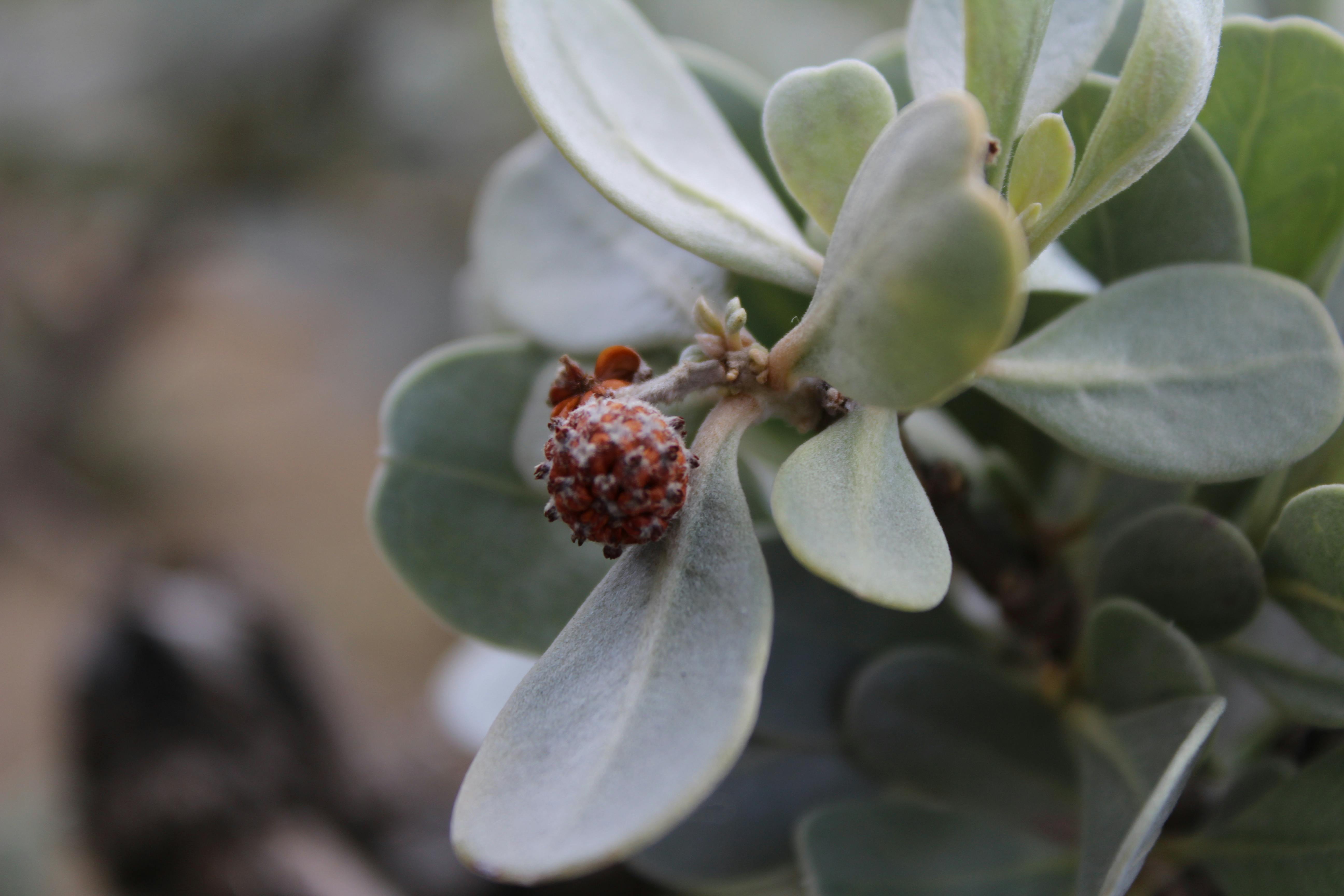 Free stock photo of nature