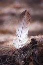 Brown Feather on Brown Dried Grass