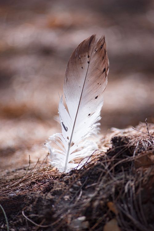 Free A delicate feather standing upright in the earthy forest floor, capturing nature's subtle beauty. Stock Photo