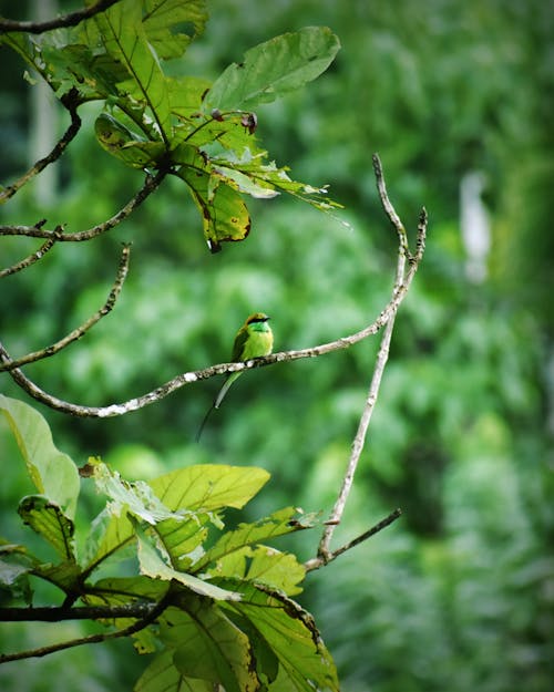 Kostnadsfria Kostnadsfri bild av grön fågel Stock foto