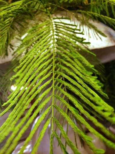 Money Back Guarantee