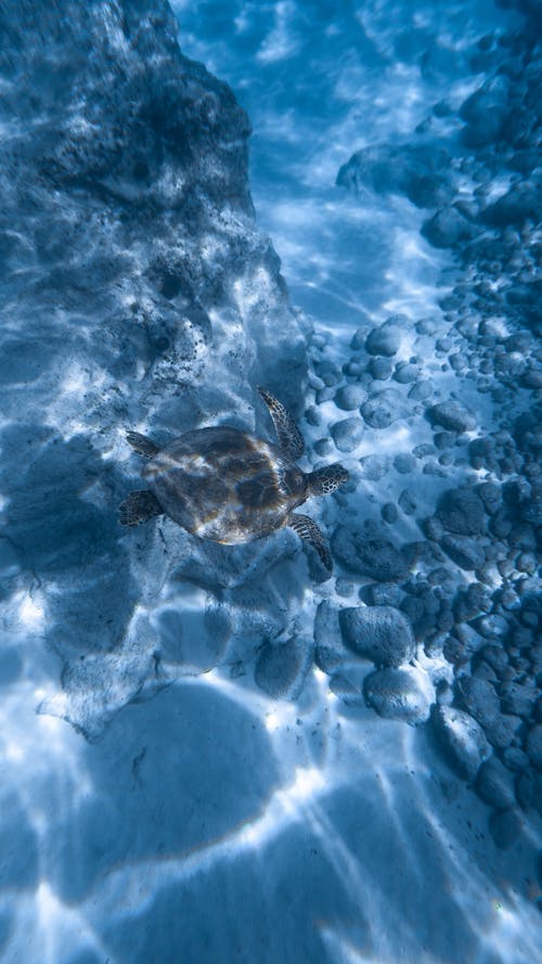 From above cute small turtle swimming in clean blue water near sea bottom