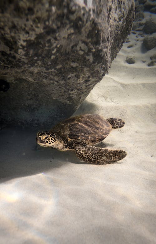 Cute aquatic turtle swimming peacefully underwater near big stone on deep sea bottom