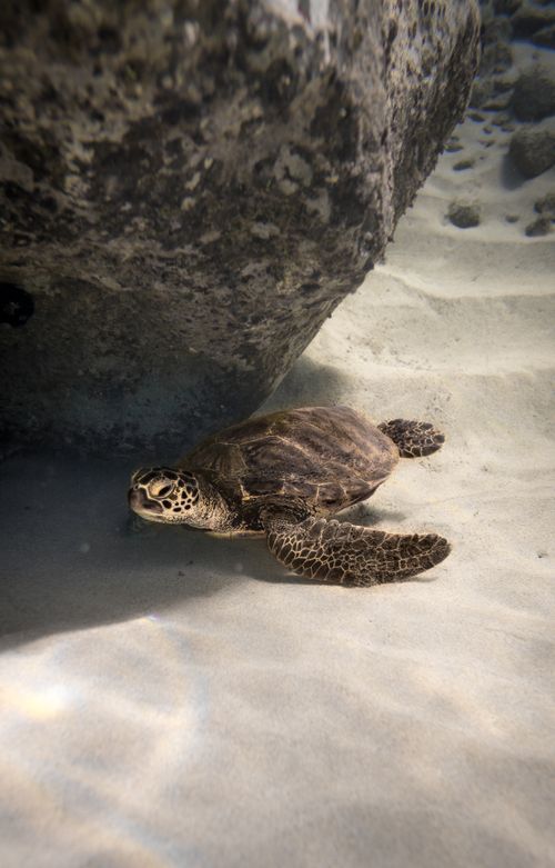 Free Cute aquatic turtle swimming peacefully underwater near big stone on deep sea bottom Stock Photo