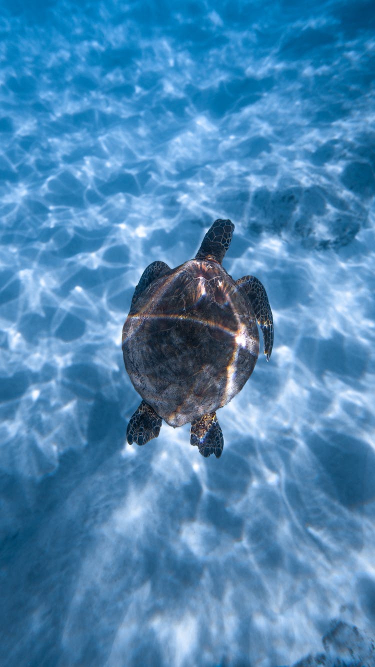 Adorable Turtle Swimming In Blue Seawater