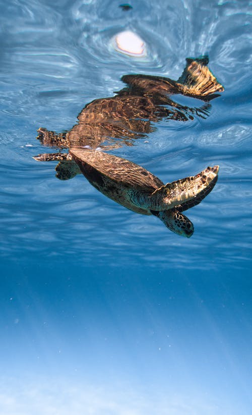Cute wild sea turtle diving into crystal clean blue sea on sunny weather