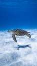 Big aquatic turtle swimming in blue sea