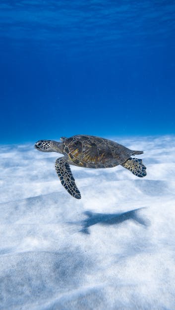 Acua-Fauna - 🐢Si buscas un espacio más amplio para tus tortugas, el  tortuguero de Vidrio en tamaño grande será tu mejor opción. 🐢 Consta de un  espacio semi-acuático donde podrás mantener un