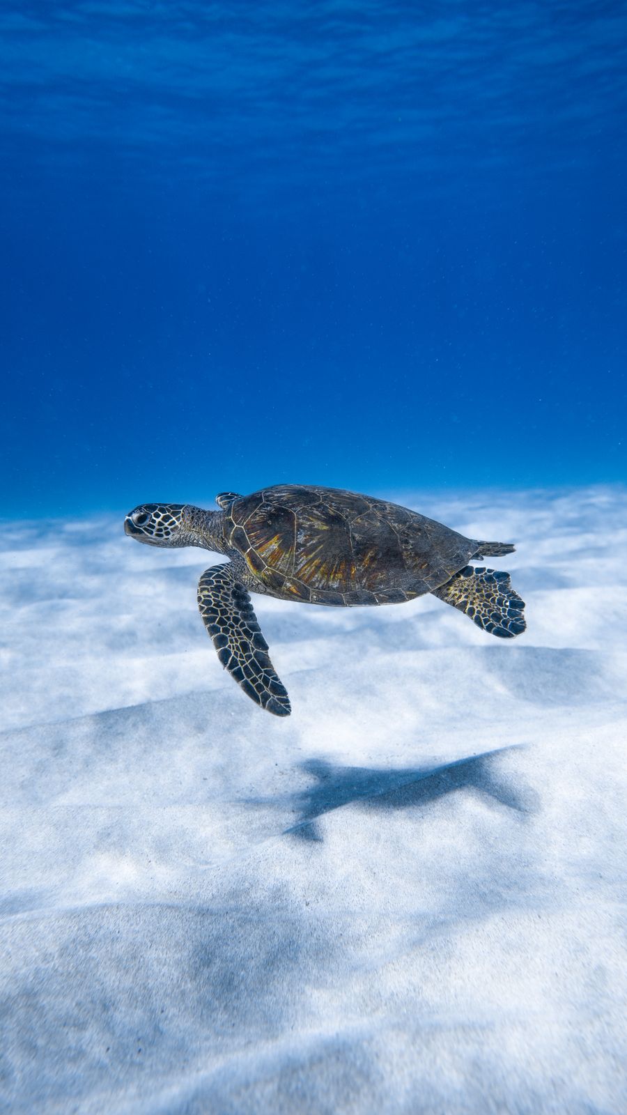 Sea turtle gliding through blue water